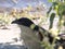 Senegal Coucal, Centropus senegalensis, looking for river food, Chobe National Park, Botswana