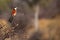 The Senegal coucal Centropus senegalensis sitting on the branch. Big coucal with brown background sitting on the bush