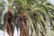 Senegal date palms, Phoenix reclinata