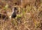 Senegal Lapwing