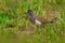 Senegal lapwing or lesser black-winged lapwing, Vanellus lugubris, bird in the green grass, Marchison NP in Uganda. Wildlife scene