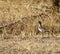 Senegal Lapwing Vanellus lugubris