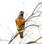 Senegal Parrot perched on a branch