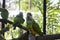 Senegal parrot or poicephalus senegalus
