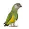 Senegal Parrot - Poicephalus senegalus