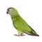 Senegal Parrot - Poicephalus senegalus