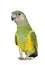 Senegal Parrot - Poicephalus senegalus