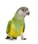 Senegal Parrot - Poicephalus senegalus