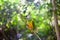 Senegal parrot or Poicephalus senegalus sitting on green tree background close up