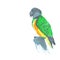 Senegal parrot Poicephalus senegalus from west Africa sketch markers, freehand drawing. Vector