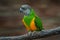 Senegal parrot, Poicephalus senegalus, yelow bird with grey head, siting on the branch, in nature habitat. Parrot in the African