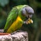 Senegal parrot wildlife green colored bird