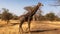 Senegal Safari Series: Giraffe crossing dirt road