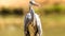 Senegal Safari Series: Grey heron water bird