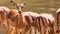 Senegal Safari Series: Young Impala deer