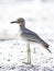 Senegal thick-knee Burhinus senegalensis