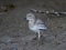 Senegal thick-knee Burhinus senegalensis