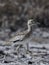 Senegal thick-knee Burhinus senegalensis