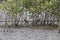 Senegal thick knee, Burhinus senegalensis, on a mudflat of a mangrove forest