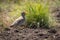 Senegal wattled plover by clump of grass