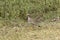 Senegal wattled plover Vanellus senegallus on a meadow