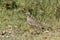 Senegal wattled plover Vanellus senegallus on a meadow