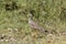 Senegal wattled plover Vanellus senegallus on a meadow