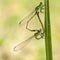 Senegalees lantaarntje, Marsh Bluetail, Ischnura senegalensis