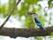 Senegalese IJsvogel, Woodland Kingfisher, Halcyon senegalensis