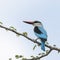 Senegalese IJsvogel, Woodland Kingfisher, Halcyon senegalensis