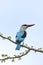 Senegalese IJsvogel, Woodland Kingfisher, Halcyon senegalensis