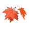 Senescent falling red leaves of maple tree. National symbol of Canada. Beautiful autumn nature.