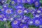 Senetti-Cinerarien, Pericallis hybrida, cineraria, florist`s cineraria, common ragwort. Ornamental blue plant for garden, park.