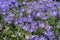 Senetti-Cinerarien, Pericallis hybrida, cineraria, florist`s cineraria, common ragwort. Ornamental blue plant for landscape desig