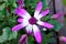 Senetti flower ultraviolet and white petals, early spring bloom