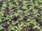 Sengon (Albizia falcataria) seedling grow well in the nursery in Yogyakarta, Indonesia