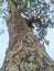 sengon tree with few leaves