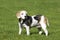 Senior adult Beagle Female