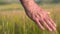 Senior Adult Farmer Hand Feeling The Top Of A Field Of Barley Crop At Sunset. Agriculture harvesting concept.