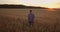 Senior adult farmer Walks in a field of wheat in a cap at sunset passing his hand over the Golden-colored ears at sunset