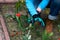 Senior adult woman in gloves is planting seedling tulpin flowers in soil in the backyard garden. Closeup on gardener`s hands