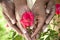 Senior African American Couple Hands & Flower