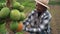 Senior African farmer working in countryside picking up organic papaya fruits