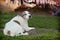 Senior American Staffordshire Terrier, also known as a pitbull dog, sitting on grass.