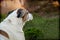 Senior American Staffordshire Terrier, pitbull, sitting on grass.