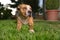 Senior amstaff dog laying outside in the grass.