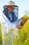 Senior apiarist working in the blooming rapeseed field