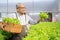 Senior Asian man harvest vegetables hydroponic. Hydroponics greenhouse farm