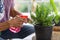 Senior Asian man watering for a small tree for a hobby in home planting corner with happiness and calm