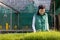 Senior asian woman gardener is preparing organics vegetable seedling inside her greenhouse during winter time to plant out in the